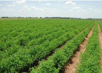 Πληρωμή αγροτεμαχίων έως 20 στρέμματα παρά τα ζητήματα ΚΑΕΚ – Διευκρινίσεις ΥΠΑΑΤ