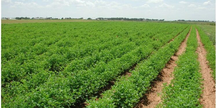 Πληρωμή αγροτεμαχίων έως 20 στρέμματα παρά τα ζητήματα ΚΑΕΚ – Διευκρινίσεις ΥΠΑΑΤ