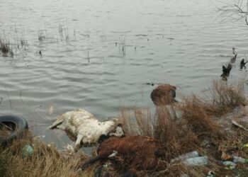 Υγειονομική βόμβα στη λιμνοθάλασσα Αιτωλικού: Νεκρά πρόβατα πεταμένα εν μέσω φόβου για ζωονόσο