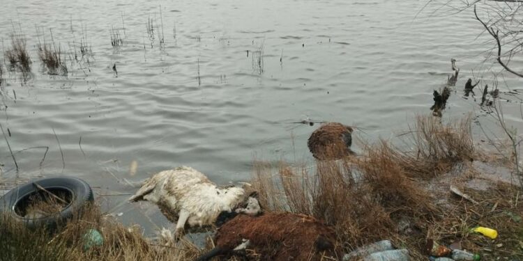 Υγειονομική βόμβα στη λιμνοθάλασσα Αιτωλικού: Νεκρά πρόβατα πεταμένα εν μέσω φόβου για ζωονόσο