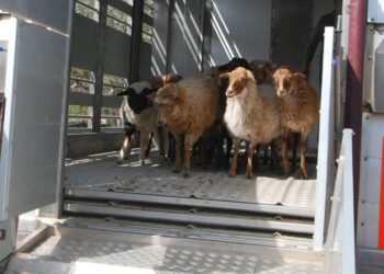 Διαδικτυακό σεμινάριο για την απόκτηση επαγγελματικής ικανότητας μεταφορέα ζώντων ζώων