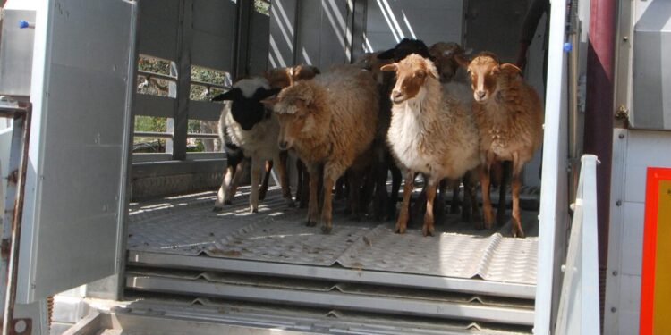 Διαδικτυακό σεμινάριο για την απόκτηση επαγγελματικής ικανότητας μεταφορέα ζώντων ζώων