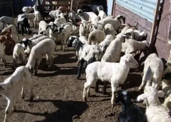 ΕΕΕΔΕ: 2.144 κρούσματα ευλογιάς αιγοπροβάτων – Επικαιροποιημένα στοιχεία έως 29/03/2026