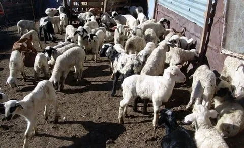 ΕΕΕΔΕ: 2.144 κρούσματα ευλογιάς αιγοπροβάτων – Επικαιροποιημένα στοιχεία έως 29/03/2026