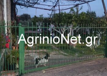 Παναιτώλιο σε κατάσταση φόβου: Σύλληψη για απόπειρα κλοπής και καταγγελίες για ανεξέλεγκτη παραβατικότητα foto