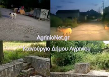 Καινούργιο Αγρινίου: «Ζούμε με φόβο» – Καταγγελίες για αδέσποτα και πλήρη εγκατάλειψη στην Αναπαύσεως