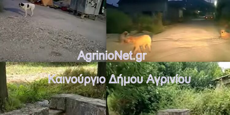 Καινούργιο Αγρινίου: «Ζούμε με φόβο» – Καταγγελίες για αδέσποτα και πλήρη εγκατάλειψη