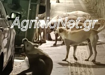 Αγρίνιο: Νέα καταγγελία συμπολίτισσας για επίθεση από αγέλη σκύλων – «Η τρομάρα που πήρα δεν περιγράφεται»