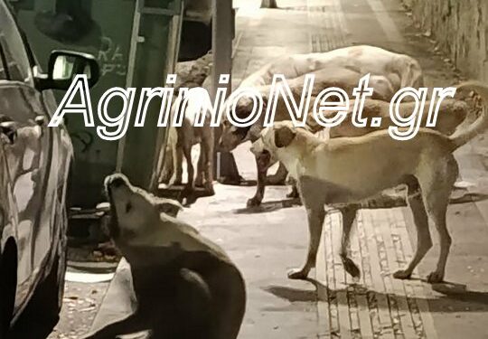 Αγρίνιο: Νέα καταγγελία συμπολίτισσας για επίθεση από αγέλη σκύλων – «Η τρομάρα που πήρα δεν περιγράφεται»