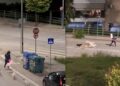 Αγρίνιο: Αγέλη σκύλων καταδίωξε γυναίκα στην περιμετρική – Φόβος στον Άγιο Θωμά, τι κάνει ο Δήμος; ΔΕΙΤΕ VIDEO