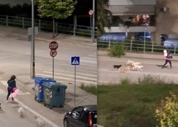 Αγρίνιο: Αγέλη σκύλων καταδίωξε γυναίκα στην περιμετρική – Φόβος στον Άγιο Θωμά, τι κάνει ο Δήμος; ΔΕΙΤΕ VIDEO