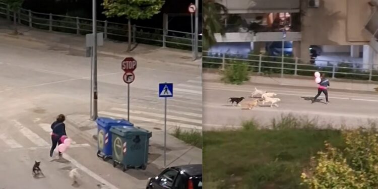 Αγρίνιο: Αγέλη σκύλων καταδίωξε γυναίκα στην περιμετρική – Φόβος στον Άγιο Θωμά, τι κάνει ο Δήμος; ΔΕΙΤΕ VIDEO
